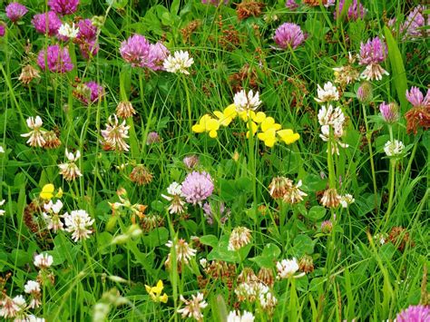 is red clover better than white clover